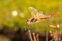 Libelle__MG_62922017