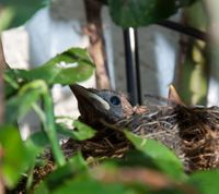 Amsel_Nest__DSC0005