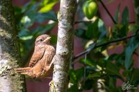 Vogelwelt_EB_21_2015-06-04 16-00-11 - 0008