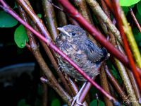 Vogelwelt_EB_21_IMG_3452