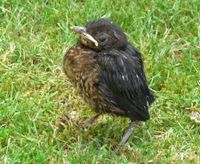 Vogelwelt_EB_21_P1050516