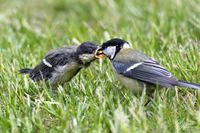 Vogelwelt_EB_21__MG_0278