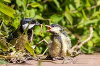 Vogelwelt_EB_21__MG_0298