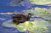 Vogelwelt_EB_21__MG_0670