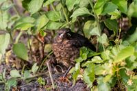 Vogelwelt_EB_21__MG_6838