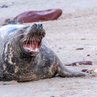 Kegelrobben_MG_78262018