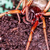 Spinne_MG_0028