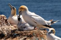 V&ouml;gelBasst&ouml;lpel_Nest_MG_03912018