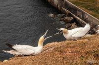 V&ouml;gel_MG_01082018