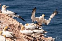 V&ouml;gel_MG_0274-Bearbeitet2018