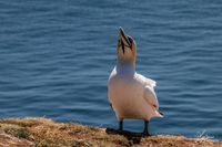 V&ouml;gel_MG_03872018