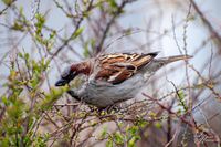 Vogelwelt_EB_21__DSC0956