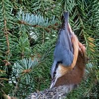 Vogelwelt_EB_21__MG_0174