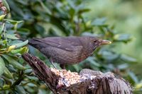 Vogelwelt_EB_21__MG_0662