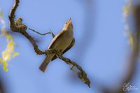 Vogelwelt_EB_21__MG_1560