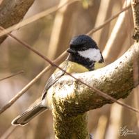 Vogelwelt_EB_21__MG_2578