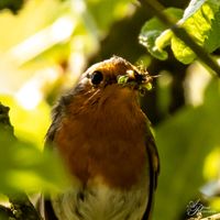 Vogelwelt_EB_21__MG_3850