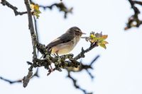 Vogelwelt_EB_21__MG_4973