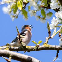 Vogelwelt_EB_21__MG_4992