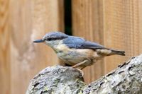 Vogelwelt_EB_21__MG_7295