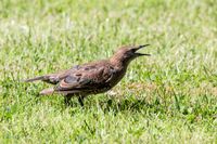 Vogelwelt_EB_21__MG_8818