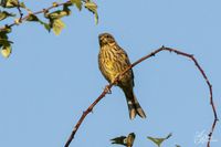 Vogelwelt_EB_21__MG_9214