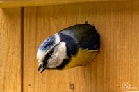 Vogelwelt_EB_21__MG_9746